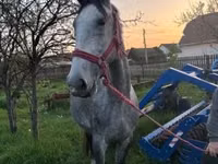 Mare, Lipizzaner — photo 2