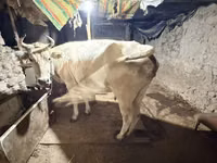 بقرة, Ukrainian Brown Dairy Cattle — الصورة 2