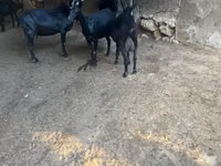 Goat, Murcia-Granada goats — photo 2