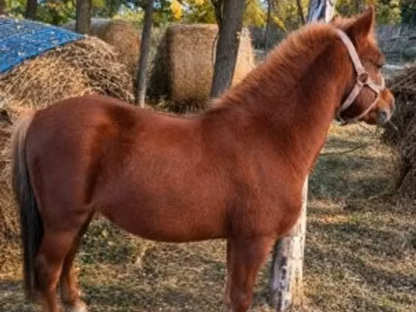 Faras, Horses