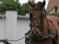 Faras dhaddig, Horses — sawirka 1