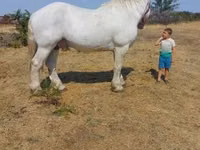Faras, Percheron — sawirka 2