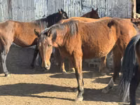 घोड़ी, Kyrgyz Horse — फ़ोटो 6