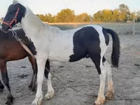 Faras, Friesian — sawirka 1