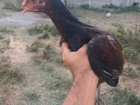Chickens — 照片 2