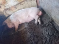 Boar — photo 3