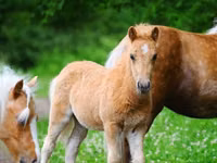 Pferde (Partie, Geschlecht nicht angegeben), Shetland Pony — Foto 2