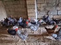 Chickens — الصورة 6