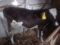 Cow, Holstein breed — photo 2