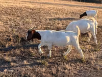 Goat, Boer goat — photo 3