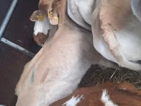 Toro, Simmental cattle — foto 1