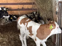 Ng'ombe (kikundi, jinsia haijatajwa), Simmental cattle — picha 4