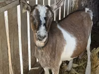 Cabra, Cabras — foto 2