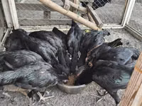 Chickens — फ़ोटो 6