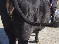 Cow, Cattle — photo 5