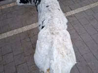 بقرة, Russian Black pied cattle — الصورة 2