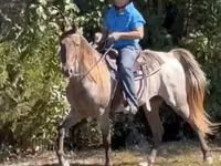 Faras, Rocky Mountain Horse — sawirka 6