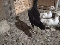 Chickens — फ़ोटो 3