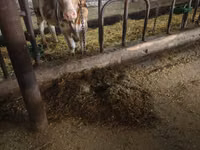 गाय, Simmental cattle — फ़ोटो 5