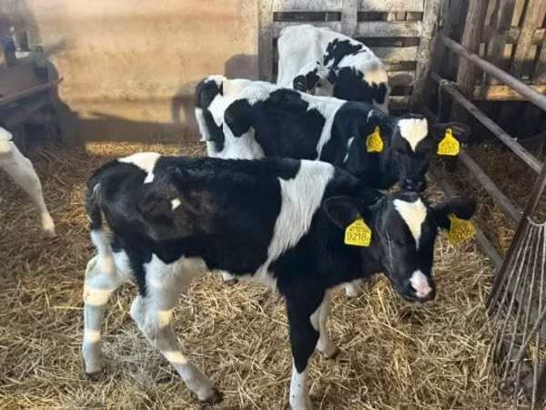 Bull, Russian Black pied cattle