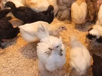 Chickens — 照片 2