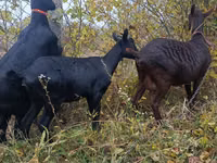 Ri’ dhaddig, Murcia-Granada goats — sawirka 5