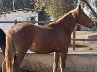 Mare, Arabian horse — photo 4