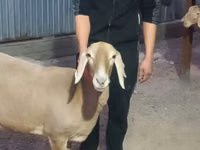 Ido, Rhon sheep — sawirka 5