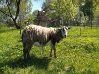 母山羊, Kejobong goat — 照片 1