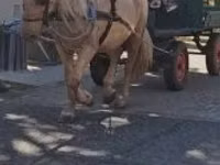 Yegua, Caballos — foto 3
