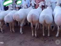 Dume la kondoo, Kondoo — picha 2