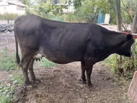 بقرة, Swiss cattle — الصورة 2