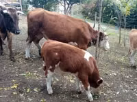 公牛, French Simmental cattle — 照片 4