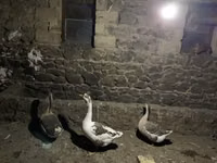Geese — फ़ोटो 1