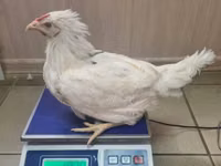 莫斯科黑 — 照片 2
