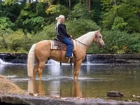 Caballo, Palomino — foto 2
