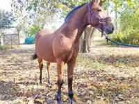 公马, Nonius horse — 照片 5