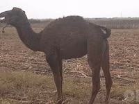 骆驼（批次，未指定性别）, Kazakh Bactrian camel — 照片 1