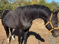 Horse (M), Horses — photo 1