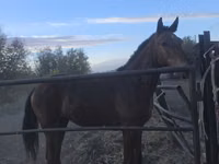 Faras, Thoroughbred horse — sawirka 2