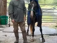 घोड़ा, Rocky Mountain Horse — फ़ोटो 7