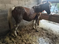 Faras dhaddig, Horses — sawirka 5