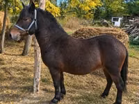 Faras, Horses — sawirka 2