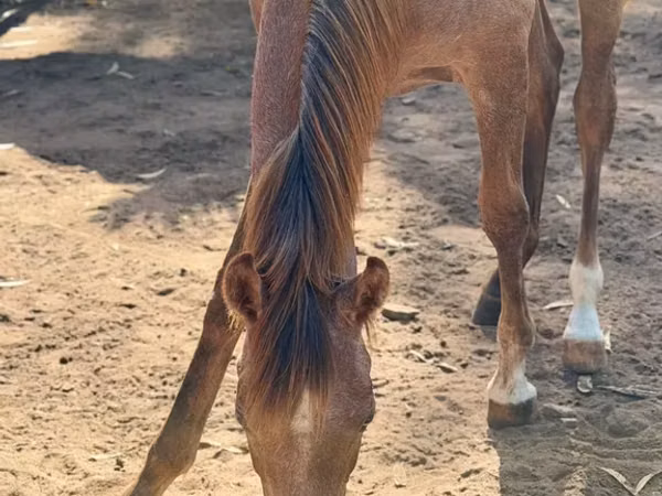Mare, Arabian horse