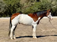 Hengst, American paint horse — Foto 1