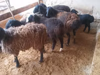 公羊, Jaidara sheep — 照片 3