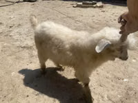 عنزة, Angora goats — الصورة 2