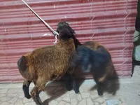 भेड़ें (लॉट, लिंग निर्दिष्ट नहीं), भेड़ — फ़ोटो 4