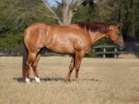 Hengst, Quarter Horse — Foto 1
