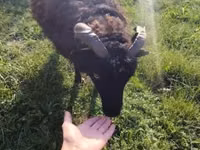 Sheep, Ouessant sheep — photo 3